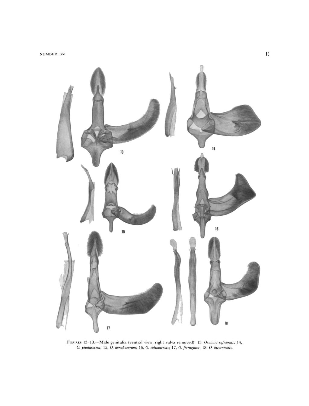 NUMBER :?61 FIGURES 13-18. Male genitalia (ventral view, right valva removed): 13.