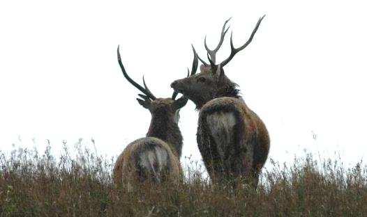 The black devils, as the Irish like to say, fight each other on the rutting grounds with utmost vehemence. Much more violent than Red Deer do. Sika populations are extraordinarily high.