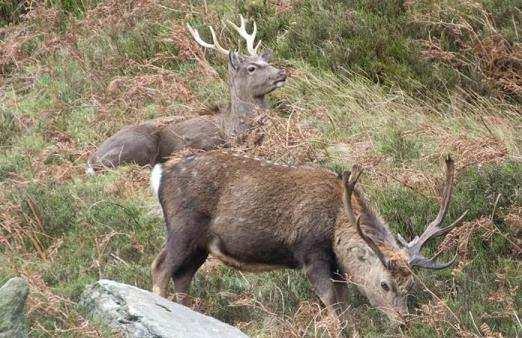 Prices 2018 Example Sika Stag Package / overnight stay in Guest house: Per Hunter EUR 1,725 3 full hunting days, hunt guidance 1:1 Hunting License 4 bed & breakfast, single room in Guest house of our