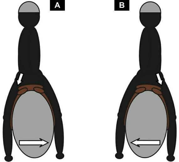 Walk lesson 1: Moving your seat with your horse in walk This is a description of what you are aiming to feel, starting with the horse s left hind leg swinging forward: As the horse s left hind leg