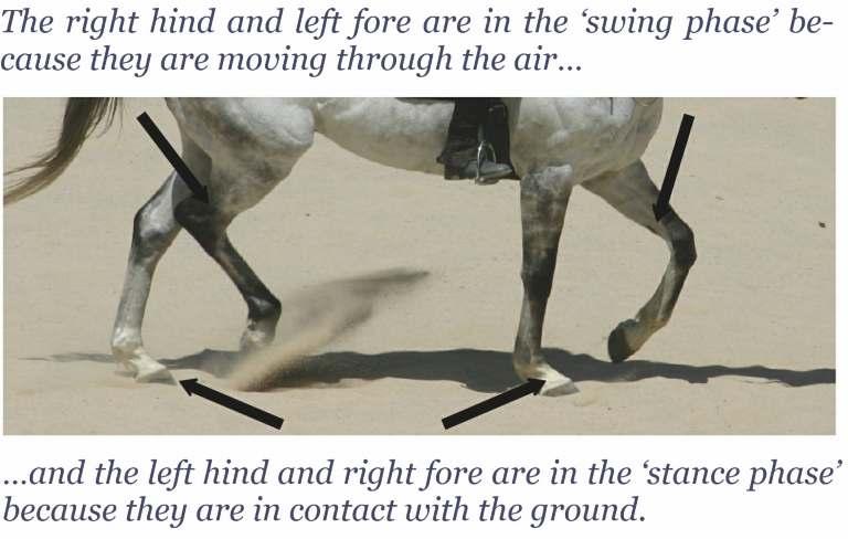 The gaits Even if you are an experienced rider please do not be tempted to skip this section about the gaits as you may miss a light bulb moment.