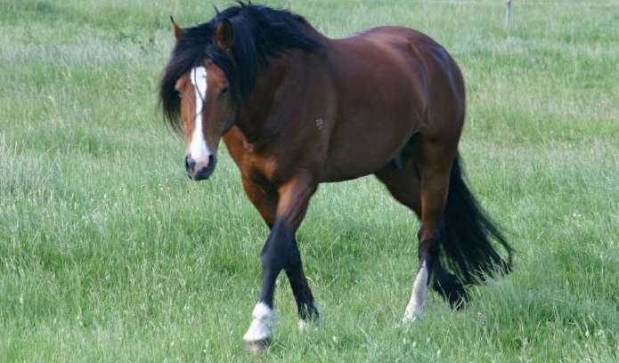 It is a symmetrical gait (like trot, but unlike canter) because the horse carries out symmetrical actions with both sides of their body.