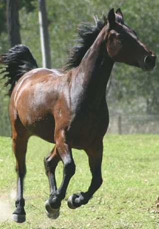 This horse is demonstrating the period of suspension in canter.