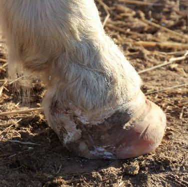 A challenging case of laminitis rehab By Andrew and Nicky Bowe (pictured below Cotton Socks right fore before and during rehabilitation) The primary aim of laminitis rehab is survival of the