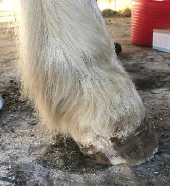 In this case, Cotton Socks is a pony that spent several months undergoing barefoot rehab at Mayfield. She was quite a challenging case with a high degree of pedal bone rotation in her front hooves.