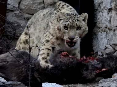 The good news was that no livestock deaths were reported from depredation by snow leopards in the past year. The program is currently helping insure 48 animals in this village, held by 27 families.