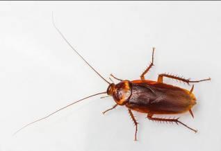 cockroaches?
