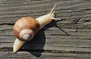 How are shells useful to snails?