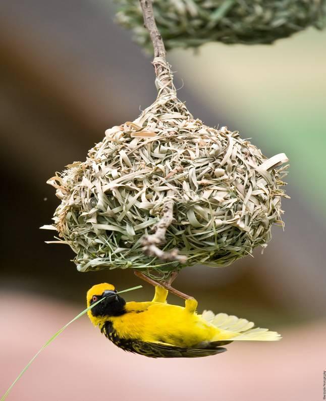 Interdependence Weaver birds build nests out of grass and strips of