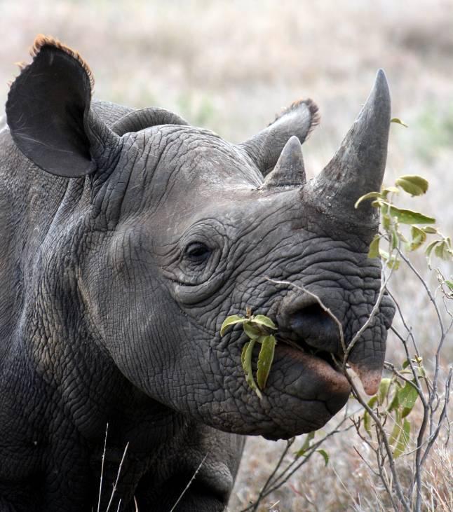 Interdependence Black rhinos eat leaves: Marwell