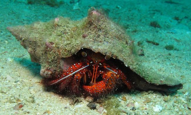 Interdependence Hermit crabs live in shells left over by