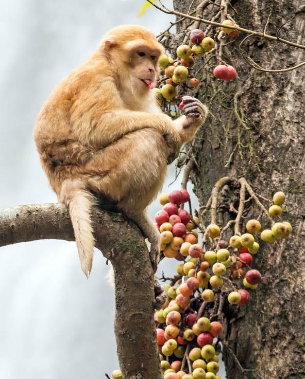 Interdependence Monkeys eat fruit that grow on the trees in their