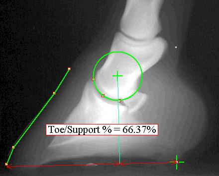 Figure 7 The Toe/Support % measures the percentage of the foot s support that is ahead of the coffin-joints center of articulation (COA).