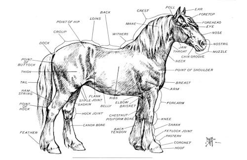 Front legs: Front view Forelimbs bear ~ 65% of horses weight Due to amount
