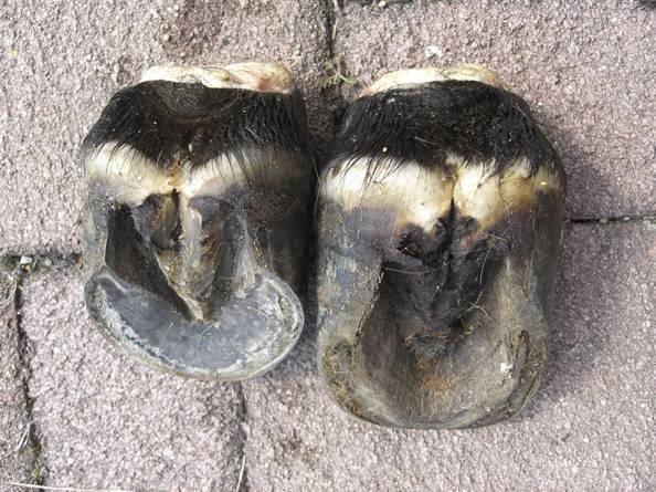 Foal Feet Remove pockets in frog horn, but do not cut