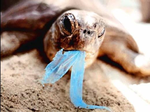 Lahke nosilne plastične vrečke Smetenje s plastičnimi nosilnimi vrečkami povzroča onesnaženost okolja in povečuje močno razširjen problem smetenja vodnih teles, kar ogroža vodne ekosisteme po vsem
