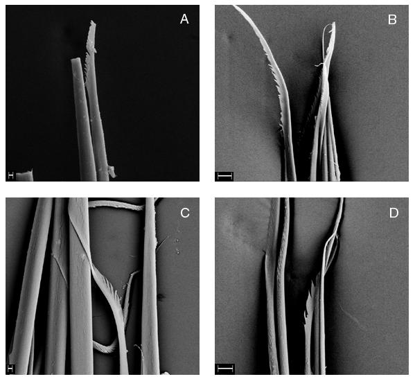 Hutchings & Peart: pectinariid review 119 Figure 11. A, Pectinaria dodeka n.sp. notochaetae from chaetiger 4, scale = 3 µm. B, Pectinaria dodeka n.sp. notochaetae from chaetiger 14, scale = 10 µm.