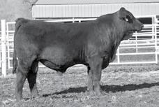 29 Outstanding herd bull prospect 107 ADG ratio on test Top 10% CE 5% WW 15% YW and 10% FPI EPS s ET marriage of Gelbvieh Greats 12 DCSF POST ROCK VOYAGER 40D1 ET Purebred 88% Gelbvieh Bull