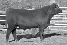 Cowman s Kind BALANCER AND ANGUS BULLS R B TOUR OF DUTY 177 Sire of Lots 113-116.