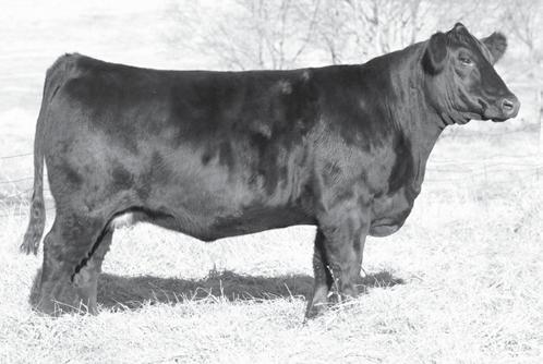 Cowman s Kind FEMALES BDCG DC WILMA 147Z7 Sells as Lot 145. BDCG DC WILMA 147Z8 Sells as Lot 146.