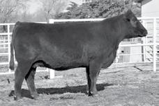 Her granddam originated in the Mark Hostert herd and was always a top cow. Take advantage of owning these Great Western daughters.