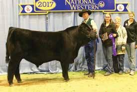Post Rock Cattle Company SUCCESS Congratulations to PRO-HART SEEDSTOCK of Colorado on winning the purebred Winter Bull Calf Division
