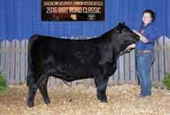 Meredith won the tough Balancer Spring Heifer Calf Division in the Denver Junior show this year with this Gravity daughter.
