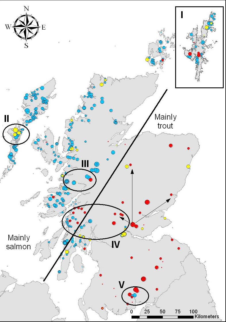 lower values of U * in salmon, but given the likely values of U * the increase in DAOs may in practice be larger for trout. The third scenario is a vaccination policy (Fig. 3C).