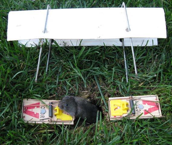 Control Options Trapping Voles Use of snap traps can be