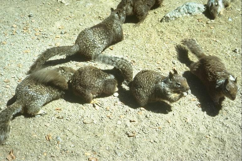 Species Identification (Ground Squirrels) Gray-brown