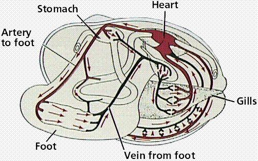 Circulatory System Major Organs Involved: