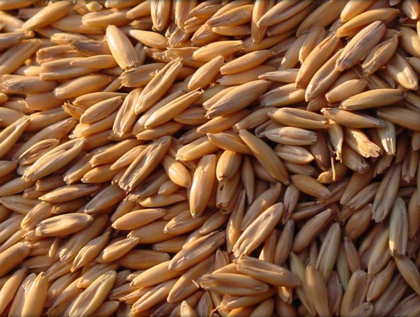 4 Identify this grain. A.