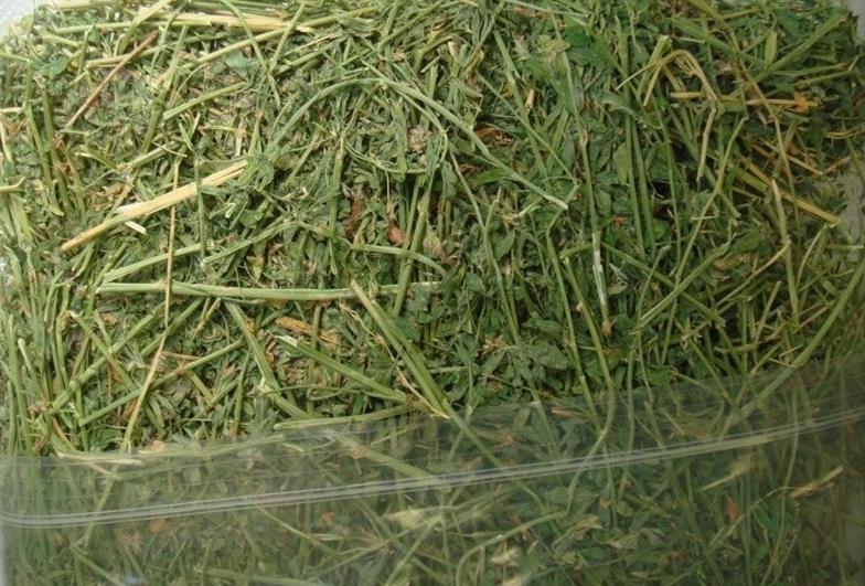 21 Identify this Hay. A. Alfalfa B.