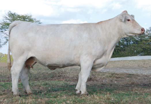 Many breeders were in attendance to bid on this great young herd sire. We look for great things to come from him. R129 is bred back the same way and carrying a full sib to that bull.