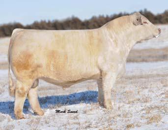Sir Fa Mac 2244 HBR Lady GI 201 P ET 2.7-0.3 34 64 11 3.4 27 1.3 The sire of this heifer calf pregnancy is the two-thirds interest $105,000 LT Ledger 0332 P.