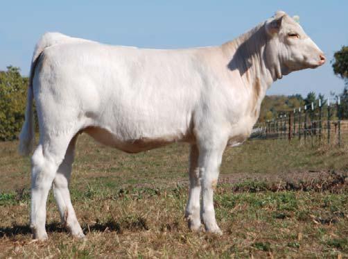 Dam of Lot 7 7 Lot 7 WC PENELOPE 1169 P ET FEBRUARY 13, 2011 POLLED EF1135911 Schurrtop 5627 LT Wyoming Wind 4020 Pld LT Chap s Lady 2170P D&D INXS M699814 D&D Miss Covergirl WCR Prime Cut 764 Pld TO