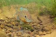 fish may construct a nest by blowing bubbles, and they often use vegetation to