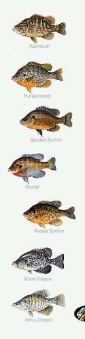 Fish Facts 32,500 estimated species of fish in the world More than 15,000