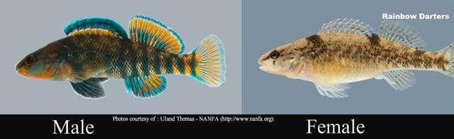 Sexual Dimorphism In most species of fish the females are larger than the males(sexual dimorphism) Not