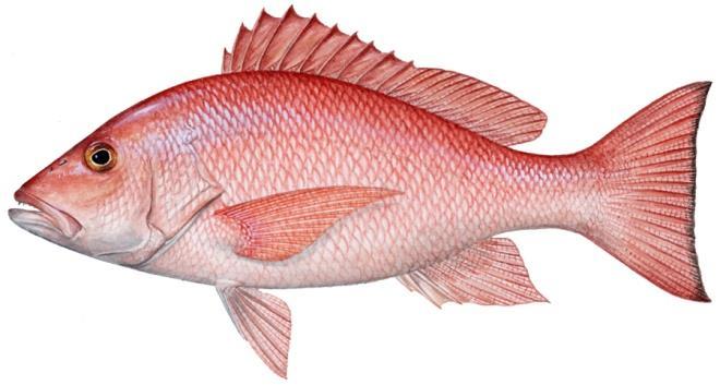 Mississippi Management for Recreational Red Snapper Tab