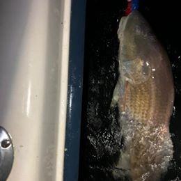This Saltwater Fishing News Continued From: Beth Synowiec Things that go zzzzzzz in the night May 25 2018 late evening /early am Drum Report We headed to Fisherman s Island area, late last night & On
