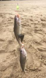 Surf Fishing News Continued Surf Fishing VB Oceanfront 5/29/18 I went down about two weeks ago with no luck (caught about 30 skates and nothing else), so I decided to try the exact same spot to see
