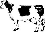 Dairy Cattle Superintendent: Deanne Dighero Class No.