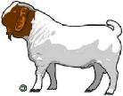 Boer Goats Superintendent: Steven Prewitt Class No.