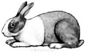 Rabbits Superintendent: Devon Fisher Class No. Class Name Class No.