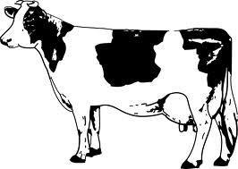 Dairy Cattle Superintendent: Deanne Dighero Class No.