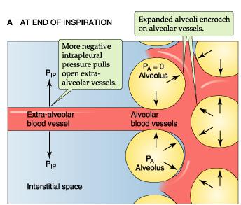 Passive Influences on PVR Difference in Surrounding Pressure Alveolar vessels [pulmonary capillaries] alveolar pressure Extra-alveolar vessels [pulmonary