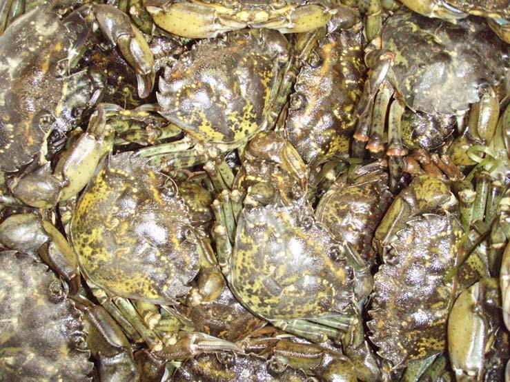 Green Crab (Carcinus maenas) Arrived in San Francisco Bay in 1989 (packing material) Slowly expanded northward