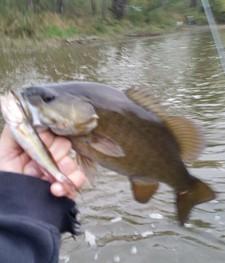 The NW PA Fishing Report provides timely angling information for Crawford, Erie, Mercer, and Venango counties. Fishing comments and photos are offered by regional tackle shops and area anglers.