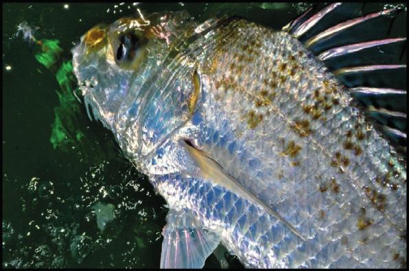 For those that don t know the barred grunter (Pomadasys kaakan) grows to about 80cm, but a good one